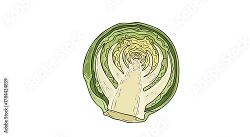 Cartoon illustration of a halved head of cabbage, showing internal layers and stem