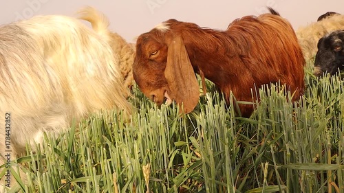 Close-up of goats and sheep grazing freely on organic green fodder under sunlight. Symbol of free-range livestock, animal welfare, and sustainable rural farming. Perfect for documentaries or ads.
