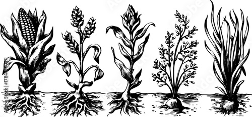 Plants including corn and grass with roots depicted in a detailed black and white vector illustration. Shows natural growth in a simple set.