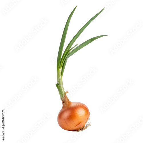 A single brown onion with green sprouts growing from the top, isolated on a transparent background
