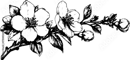 Flower branch with blooms and buds in a detailed black and white sketch. Elegant floral vector illustration with natural elements.