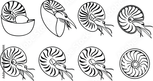 Elegant nautilus shell collection presenting natural geometry and spiral patterns, perfect for educational resources and scientific illustrations