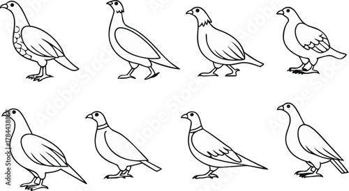 Elegant line art featuring a series of quail poses, perfect for educational materials, nature guides, or minimalist design projects, originally vector based