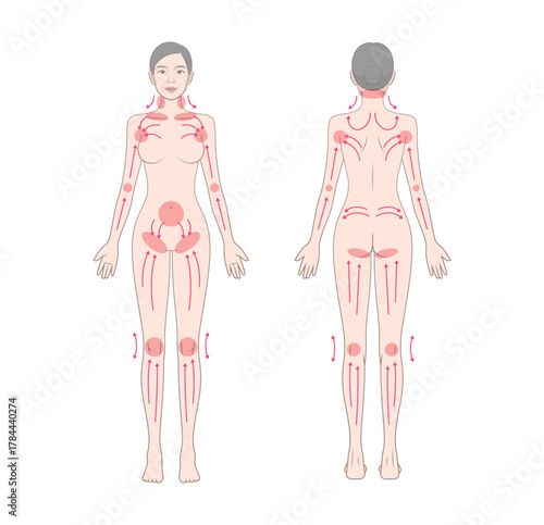 Vector illustration of female lymphatic circulation system showing massage flow and drainage directions