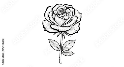 Elegant rose drawing with detailed line work, perfect for invitations, tattoos, or graphic design projects seeking a touch of classic beauty and floral romance