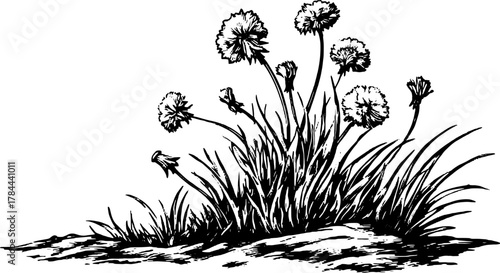 Vintage flower and grass engraving illustration in black and white. Detailed line drawing of a plant set, showcasing botanical elements in vector style.