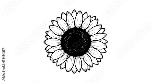 Elegant sunflower blossom illustration, perfect for adding a touch of nature and beauty to your designs, conveying warmth, happiness, and summer vibes