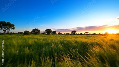 Scenic Wheat Field Landscape Under Blue Sky at Sunset With Golden Light and Distant Trees Peaceful Rural Scene in Summer Warm Light