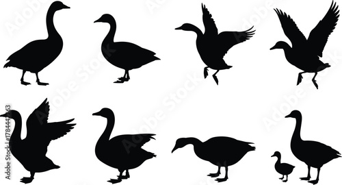 Goose silhouette, flying goose, standing goose, walking goose, gosling shape, bird posture, black bird, wildlife silhouette, avian motion, nature animal, isolated birds, vector art