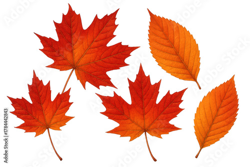 Autumn leaves falling, including red maple and orange elm foliage, displaying vibrant seasonal colors on a transparent background
