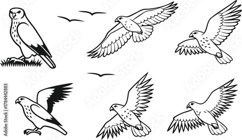 Dynamic line art illustration featuring majestic hawks in flight and perched, perfect for nature projects and wildlife themes, originally a scalable graphic