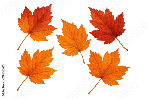 Autumn maple leaves falling, vibrant red and orange foliage signifying the fall season on transparent background