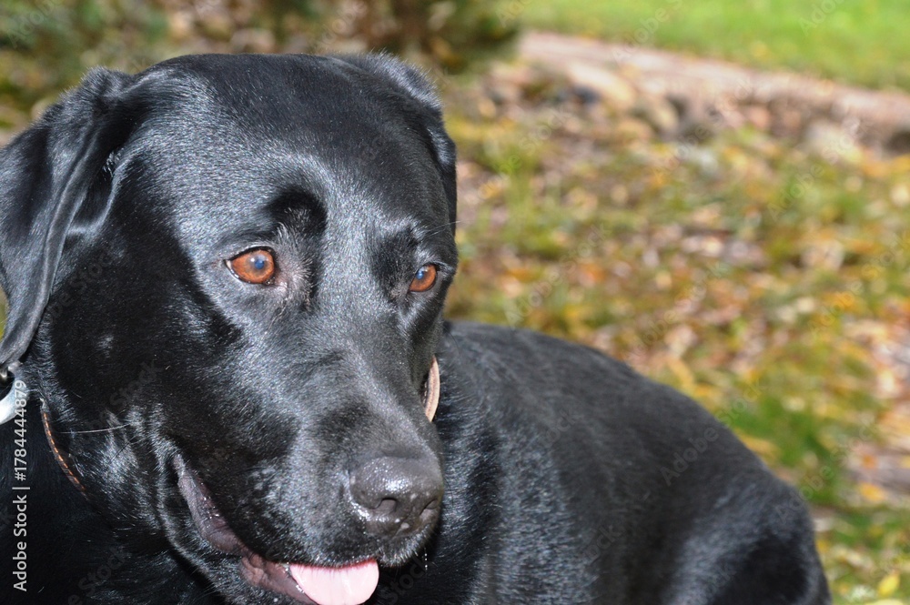 Fototapeta premium Labrador retriever