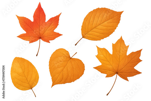 Various autumn leaves showing seasonal changes and colorful fall foliage, isolated against a transparent background