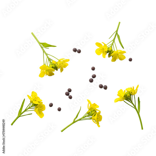 Mustard flowers and seeds scattered, isolated on transparent background