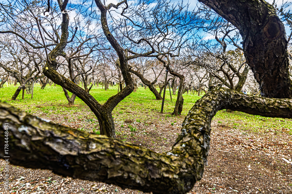 Obraz premium Kairakuen: Plum blossoms in full bloom