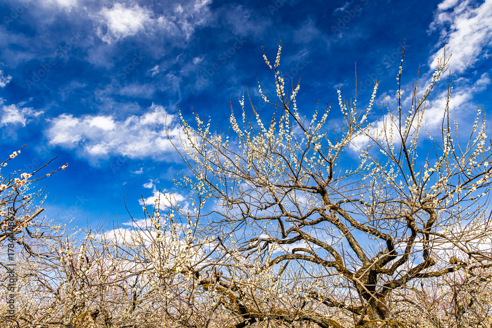 Fototapeta premium Kairakuen: Plum blossoms in full bloom