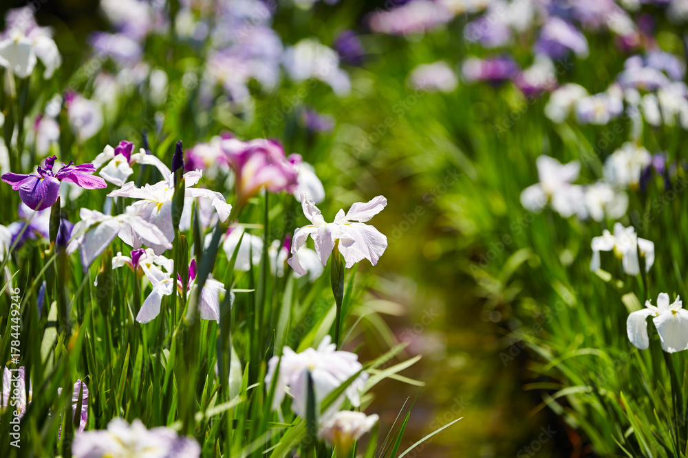 Fototapeta premium wild flowers in the garden