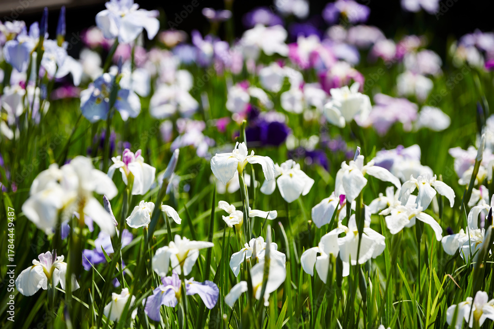 Fototapeta premium wild flowers in the garden