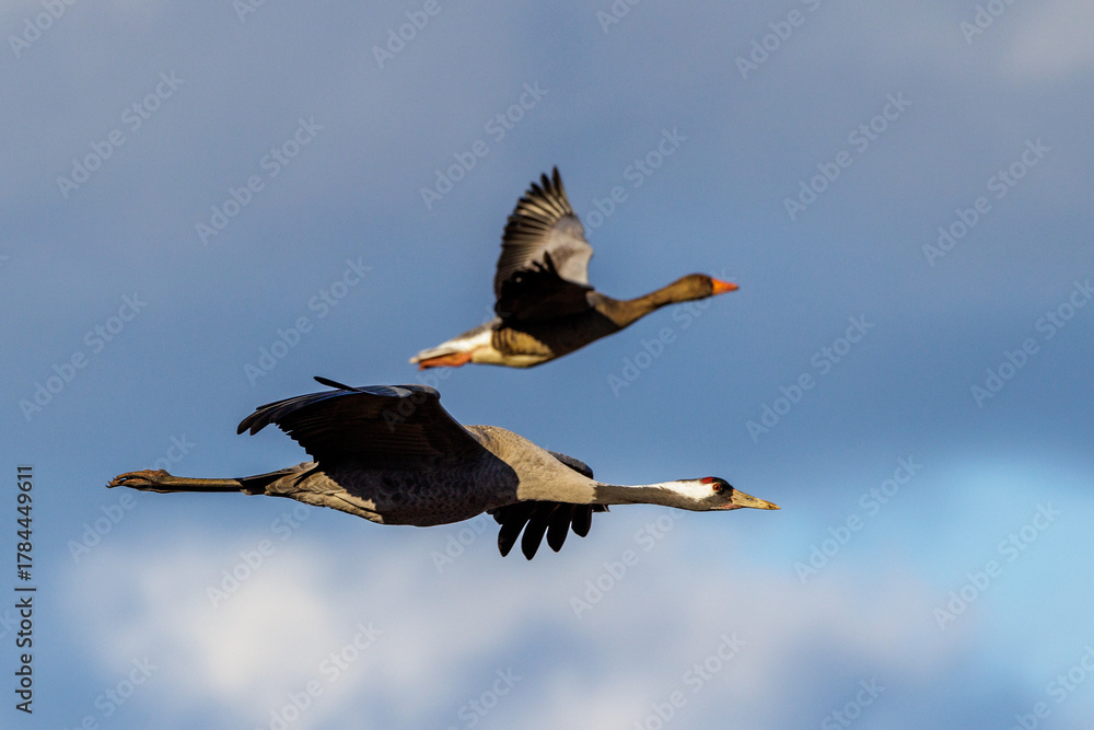 Obraz premium Kranich (Grus grus)