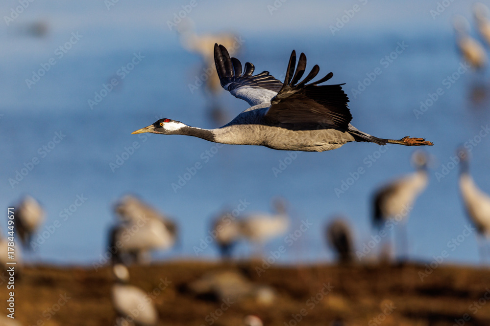 Obraz premium Kranich (Grus grus)