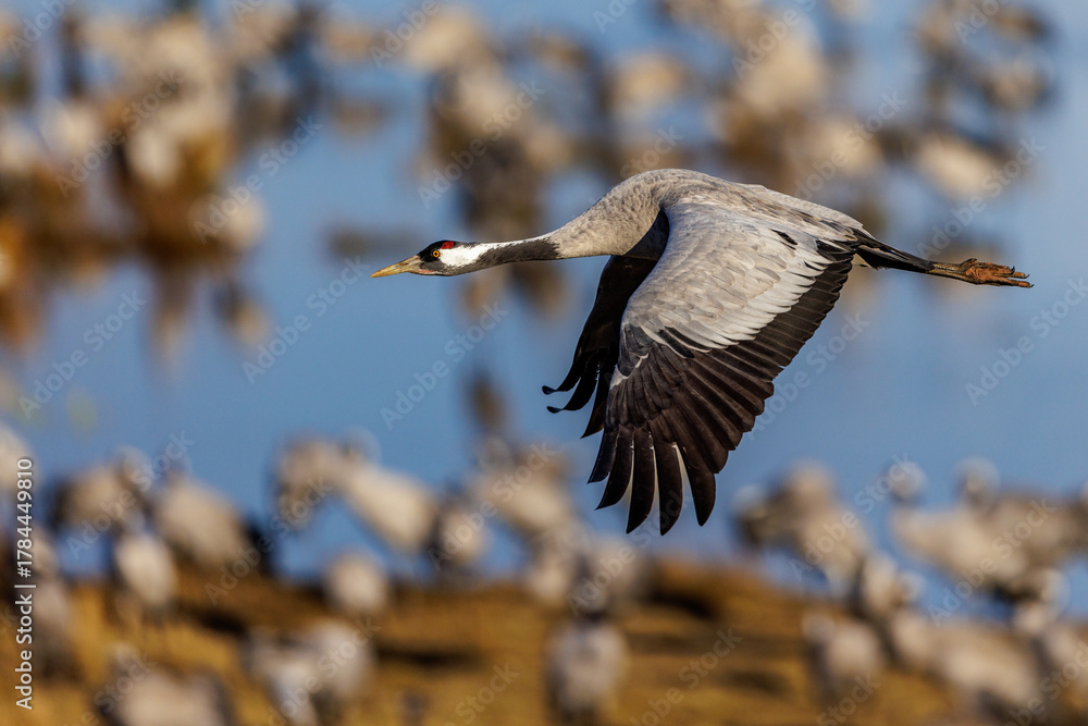 Naklejka premium Kranich (Grus grus)
