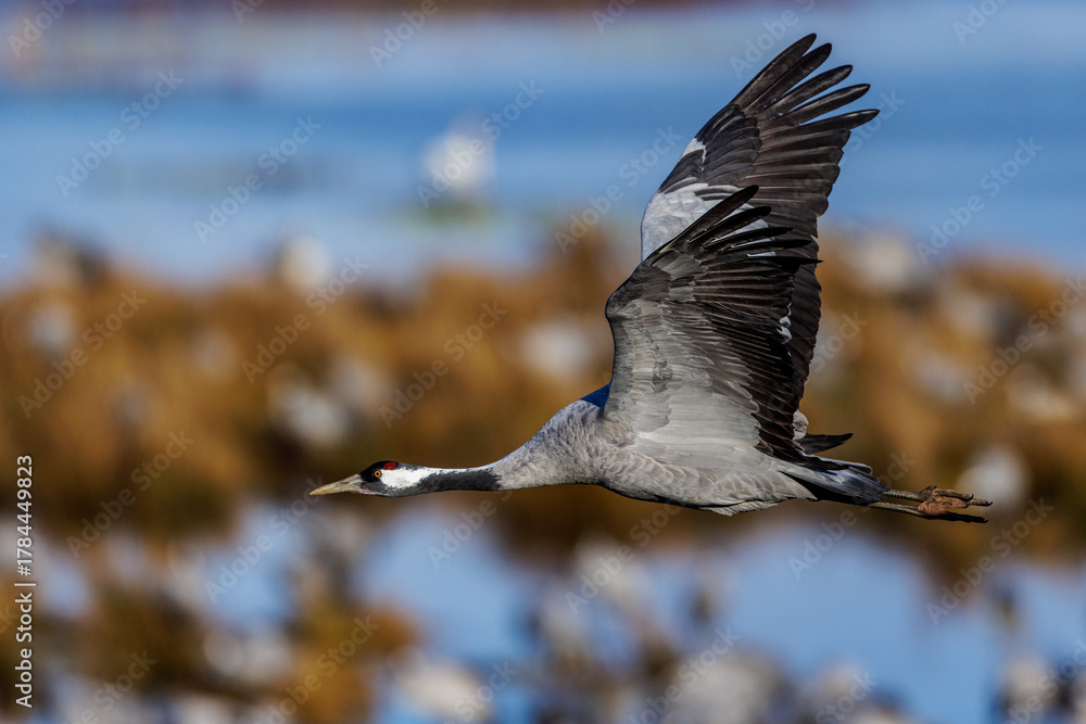 Obraz premium Kranich (Grus grus)