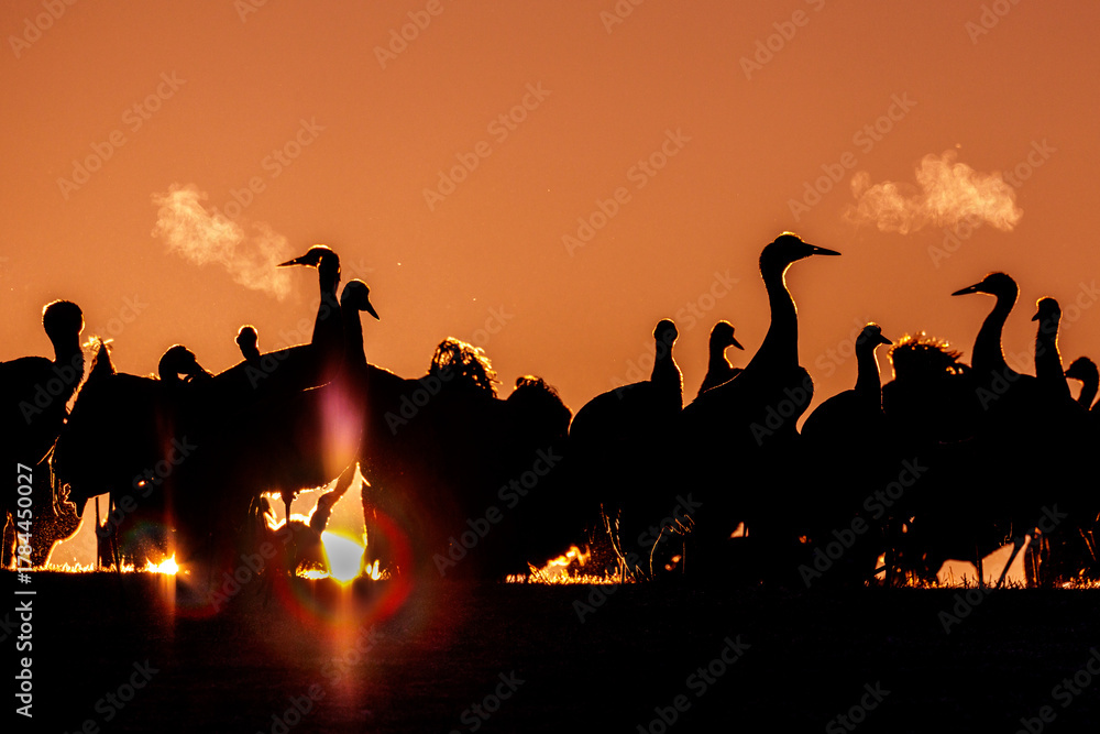 Obraz premium Kraniche (Grus grus)