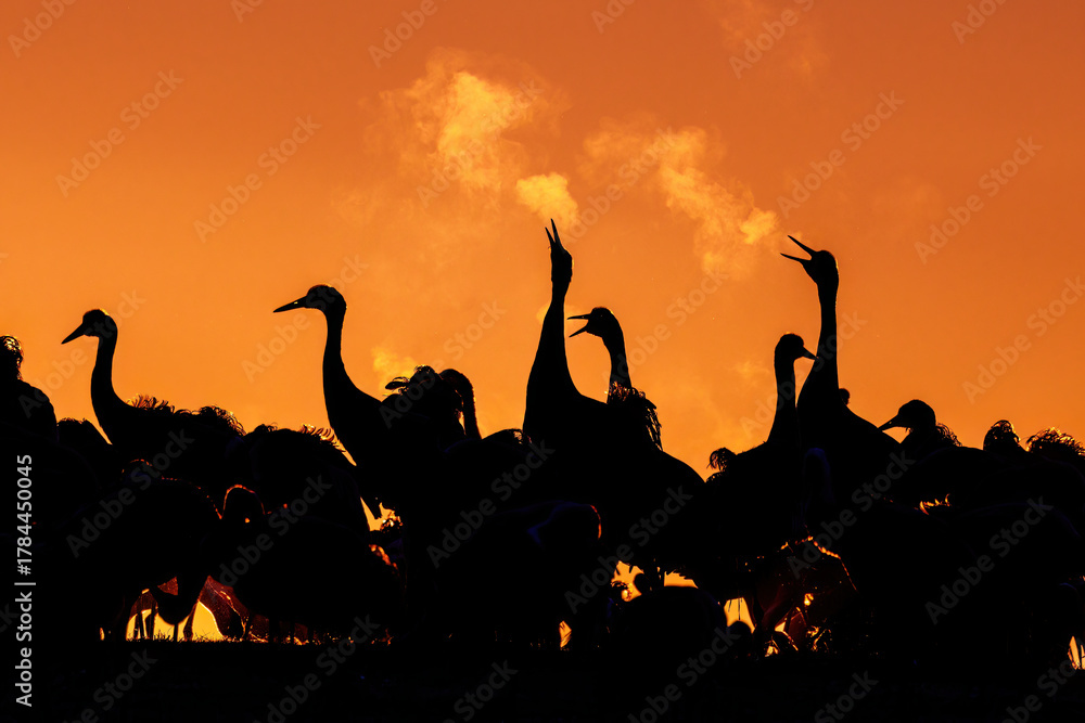 Naklejka premium Kraniche (Grus grus)