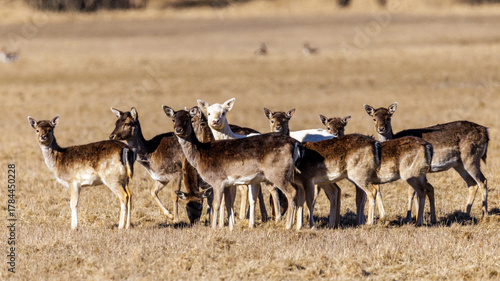 Fototapeta Naklejka Na Ścianę i Meble -  Damwild (Dama dama)