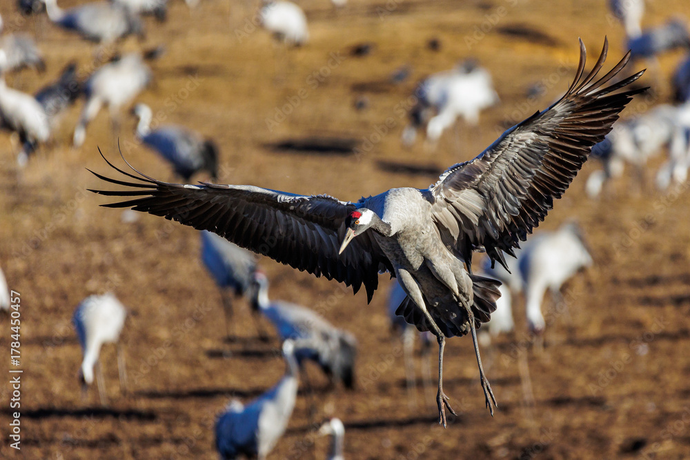 Obraz premium Kranich (Grus grus)