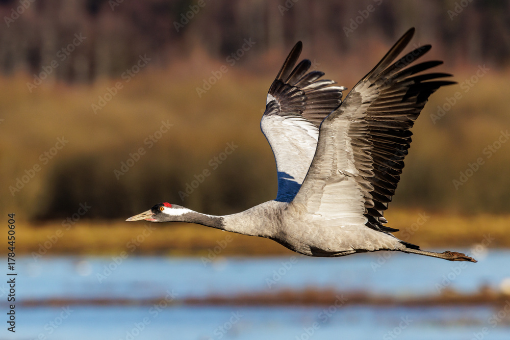 Obraz premium Kranich (Grus grus)