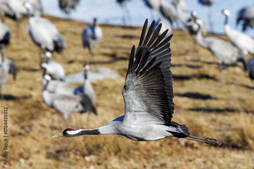 Naklejka premium Kranich (Grus grus)