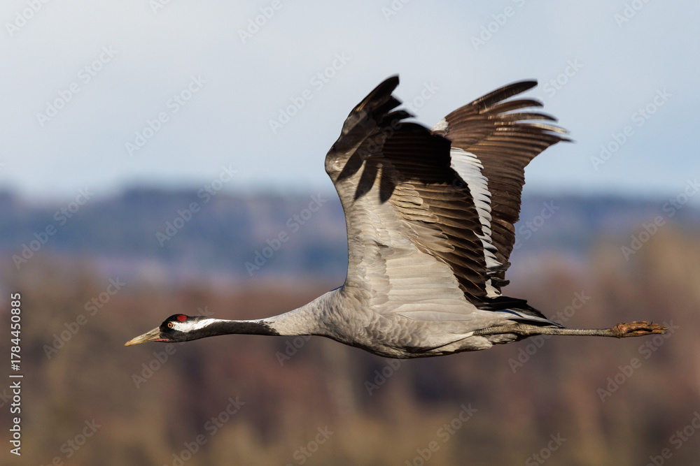 Obraz premium Kranich (Grus grus)