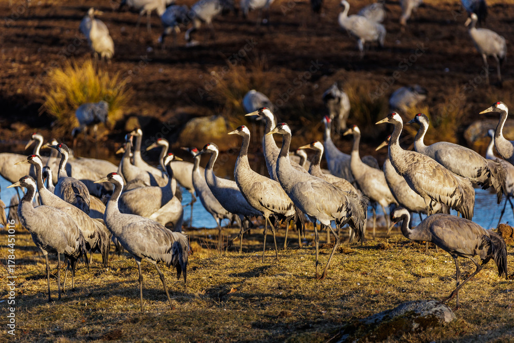 Obraz premium Kraniche (Grus grus)