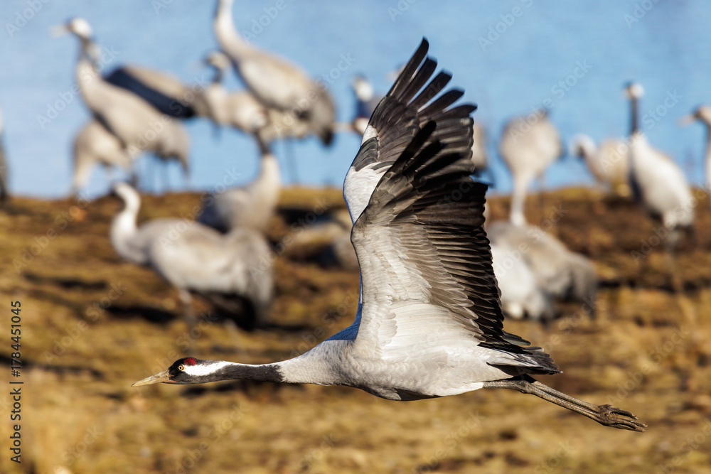 Obraz premium Kranich (Grus grus)