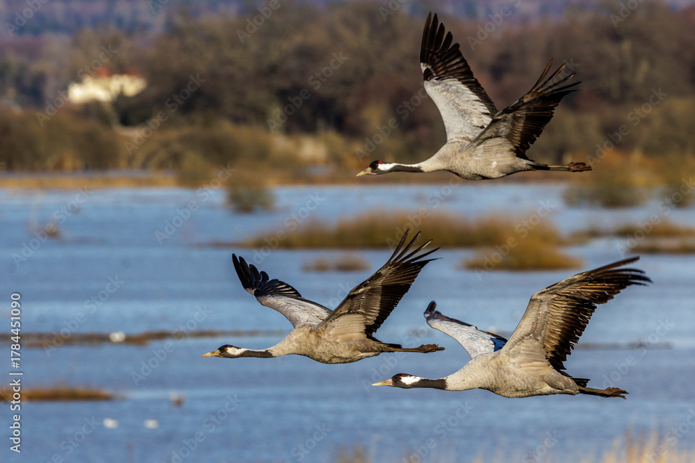 Naklejka premium Kraniche (Grus grus)