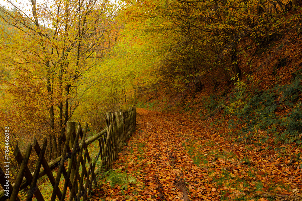 Naklejka premium a cloudy autumn morning in the Pfälzerwald