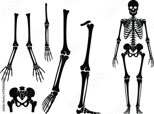 Anatomical illustrations of human skeleton and bones