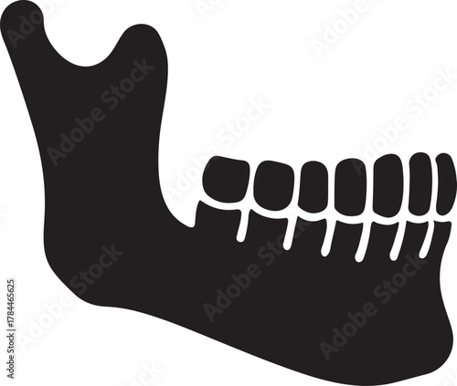Silhouette of human lower jaw with teeth, symbolizing dental anatomy and oral health care.