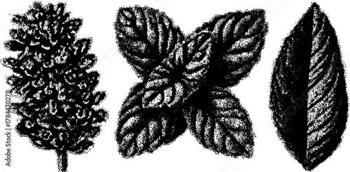 Mint leaves. Vintage stipple engraving illustration, detailed outline design for decor. Black and antique style vector illustration.