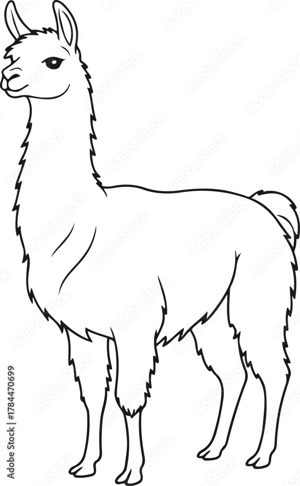 Fototapeta premium A simple line drawing of a llama standing sideways on a white background with a fluffy neck and legs