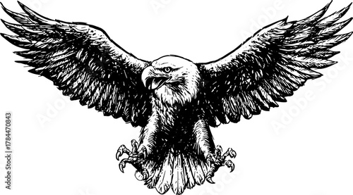 Eagle in outline style with black and white contrast. Vintage vector illustration depicting flight and wings in a detailed set.