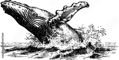 Whale engraving in a vintage style. Black and white vector illustration of a marine creature breaching the ocean surface, showcasing intricate details.