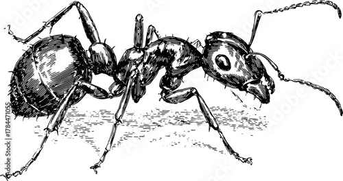 Ant illustration in vintage engraving style. Detailed hand-drawn vector set showcasing the unique features of this insect.