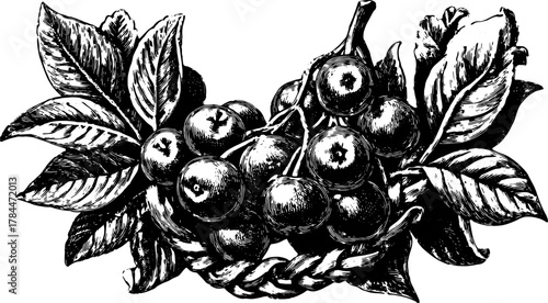 Engravings of fruit and leaves in a retro style. Detailed black and white illustration showcasing vintage craftsmanship in this botanical vector set.