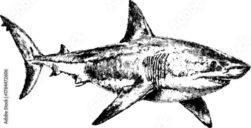 Shark engraving in black outline style. Vintage vector illustration showcasing marine life and its detailed features in a classic design.