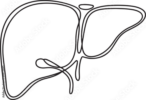 Single Continuous Line Drawing of Liver Anatomy