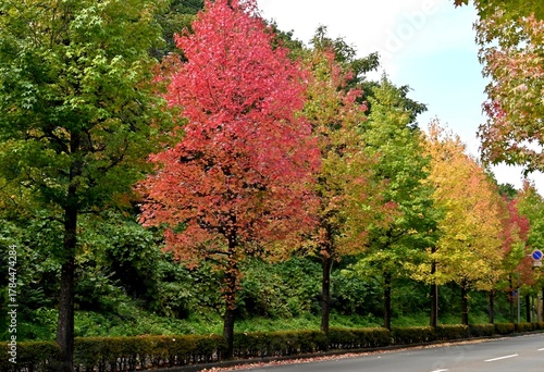 アメリカフウの紅葉