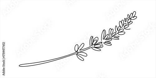 Minimalist one line art drawing of a lavender sprig. elegant continuous line illustration of a fragrant flowering plant on a clean white background.